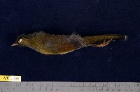 藏品(藪鳥)的圖片